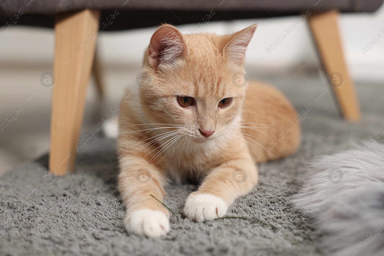 Photo of Cute ginger cat lying on grey carpet at home