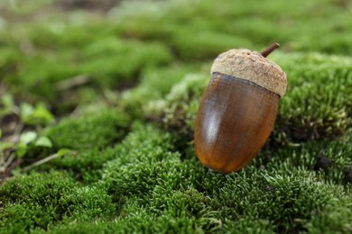Acorn on green moss outdoors, closeup. Space for text