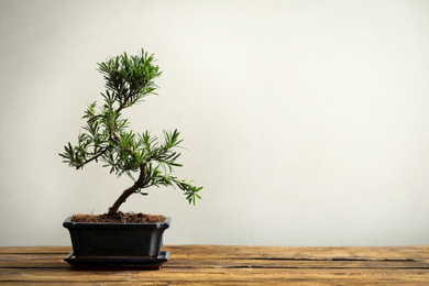 Photo of Japanese bonsai plant on wooden table, space for text. Creating zen atmosphere at home