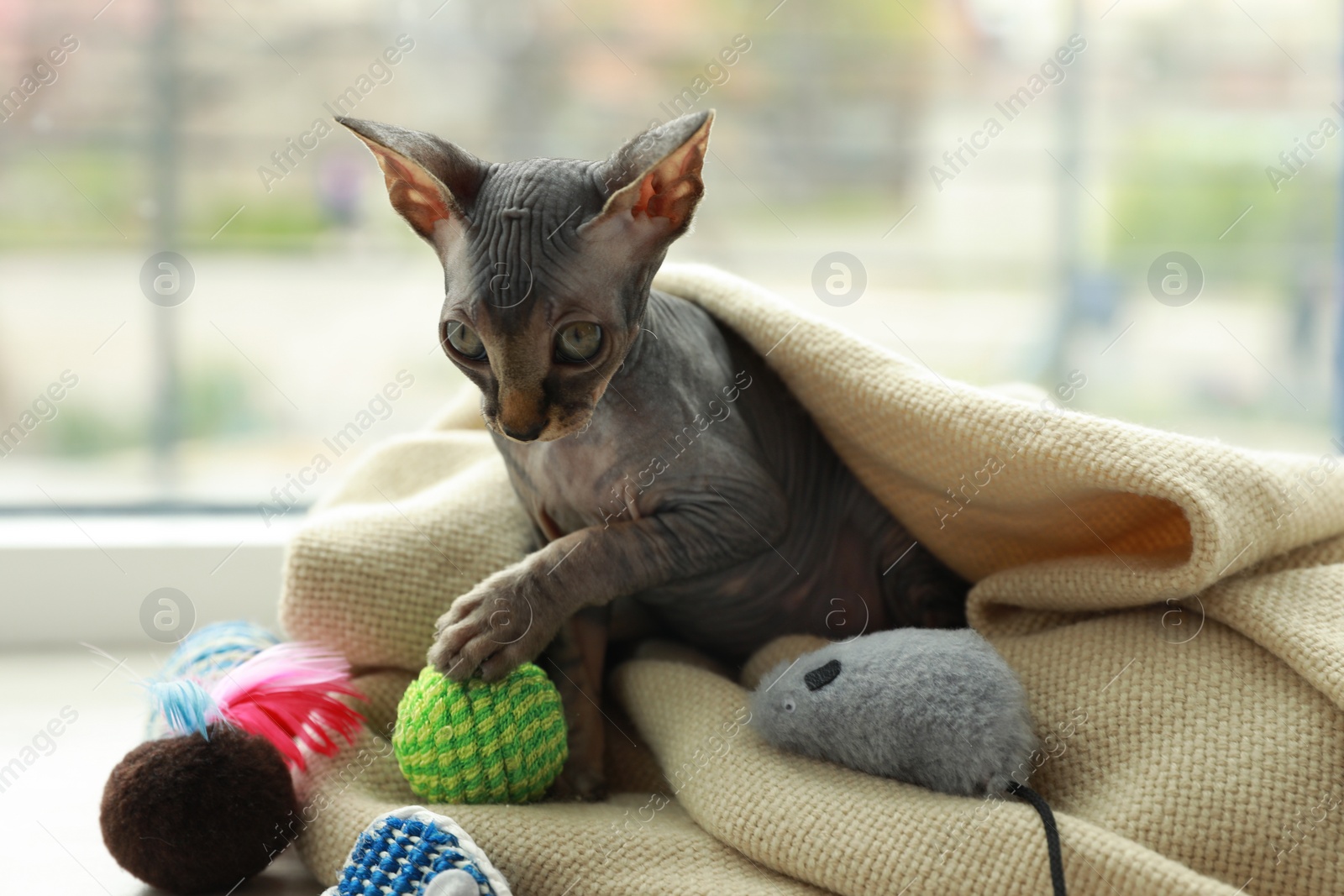 Photo of Adorable Sphynx kitten playing with toys near window at home. Baby animal