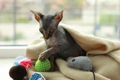 Photo of Adorable Sphynx kitten playing with toys near window at home. Baby animal