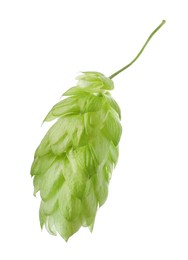 Photo of One fresh green hop isolated on white
