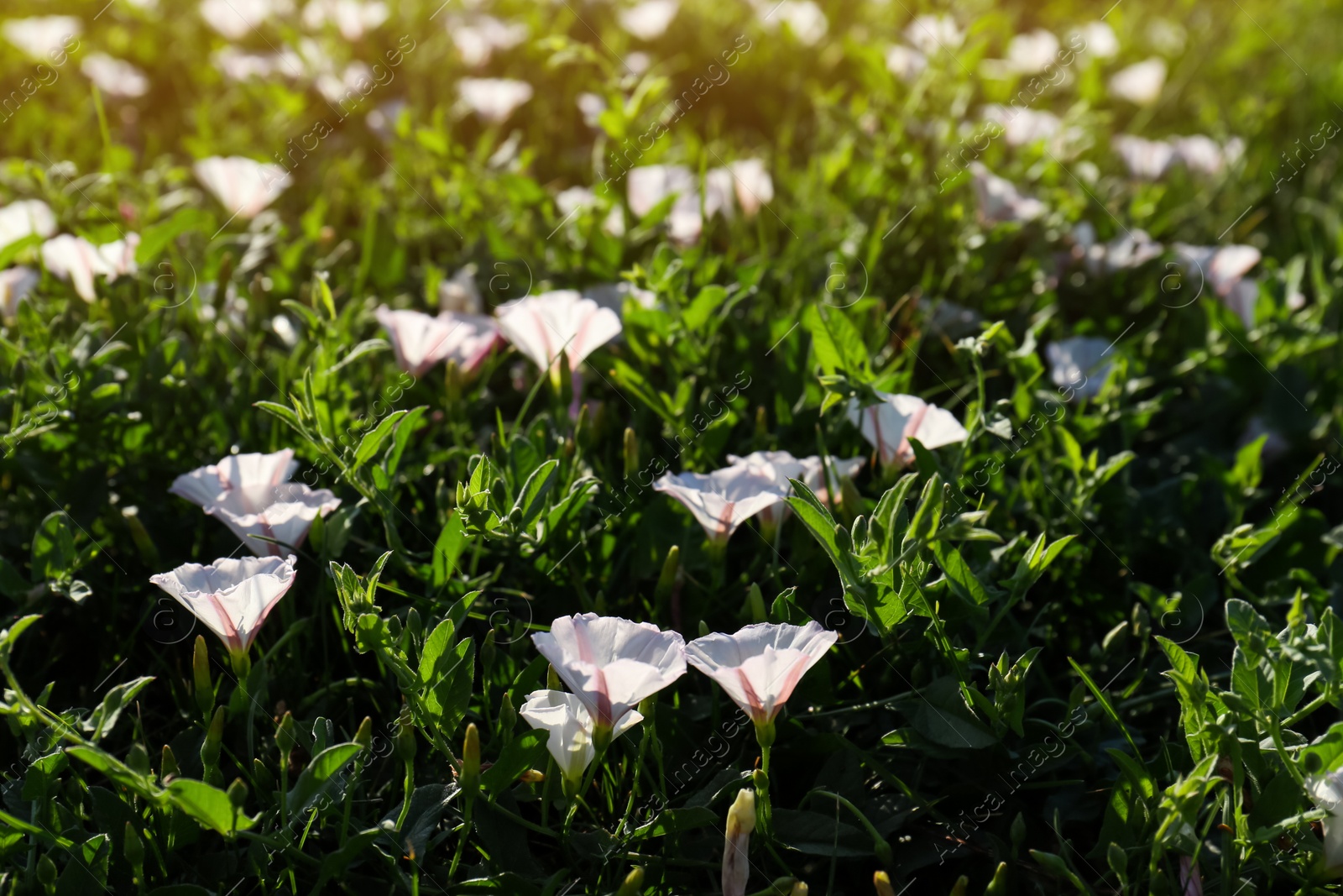 Photo of Beautiful white bindweed flowers growing in garden