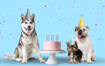 Image of Cute dogs with party hats and delicious birthday cake on light blue background