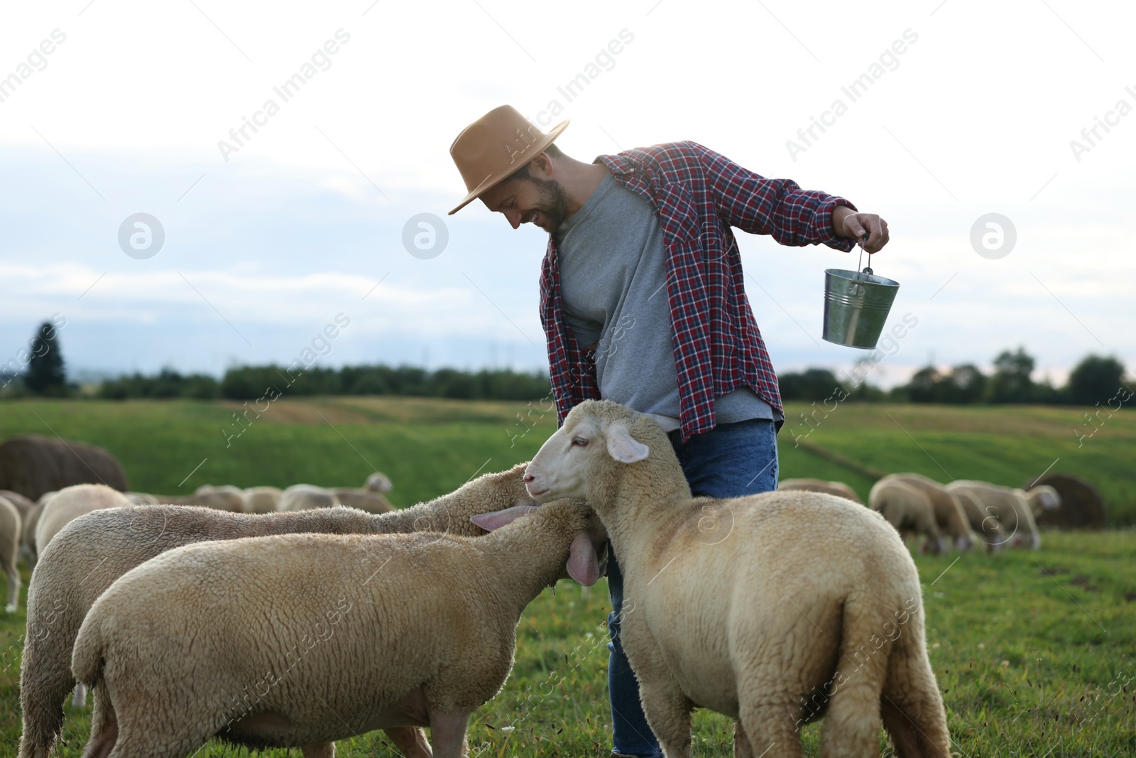 Photo of Smiling man with bucket feeding sheep on pasture at farm