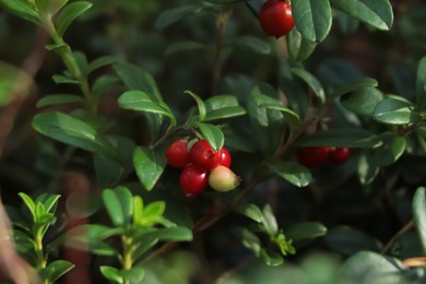 Tasty ripe lingonberries growing on sprig outdoors