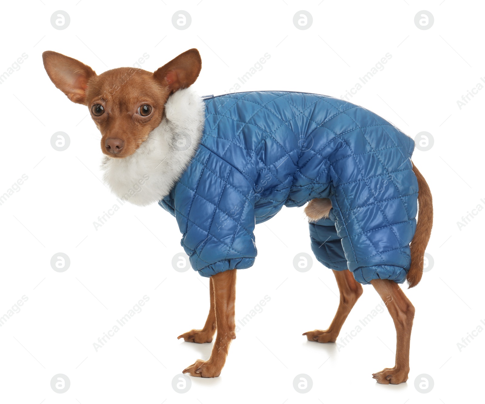 Photo of Cute toy terrier in warm clothes isolated on white. Domestic dog