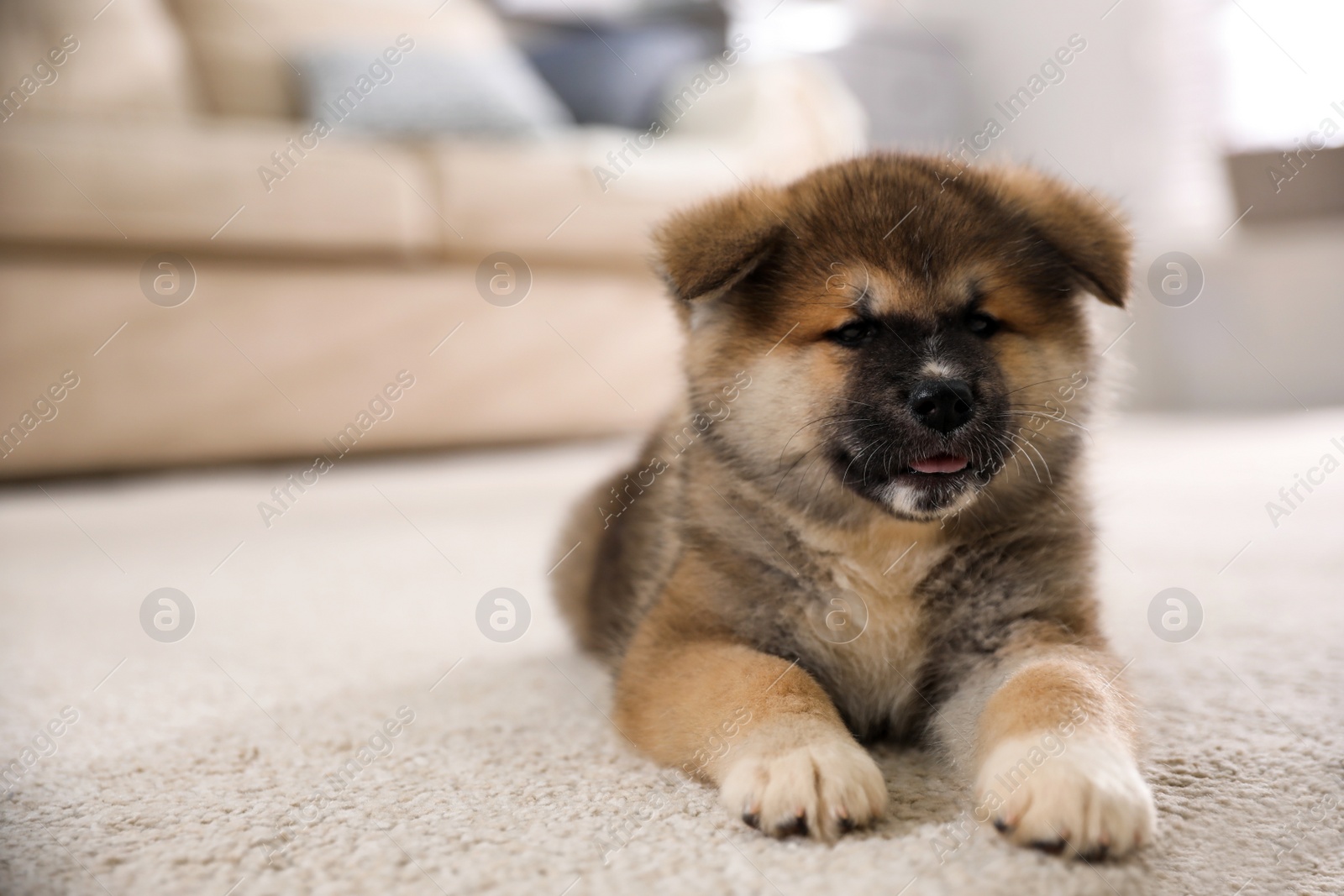 Photo of Adorable Akita Inu puppy on carpet indoors