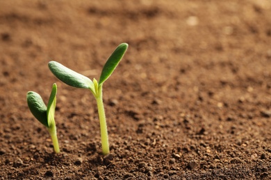 Photo of Little green seedlings growing in soil, closeup view. Space for text