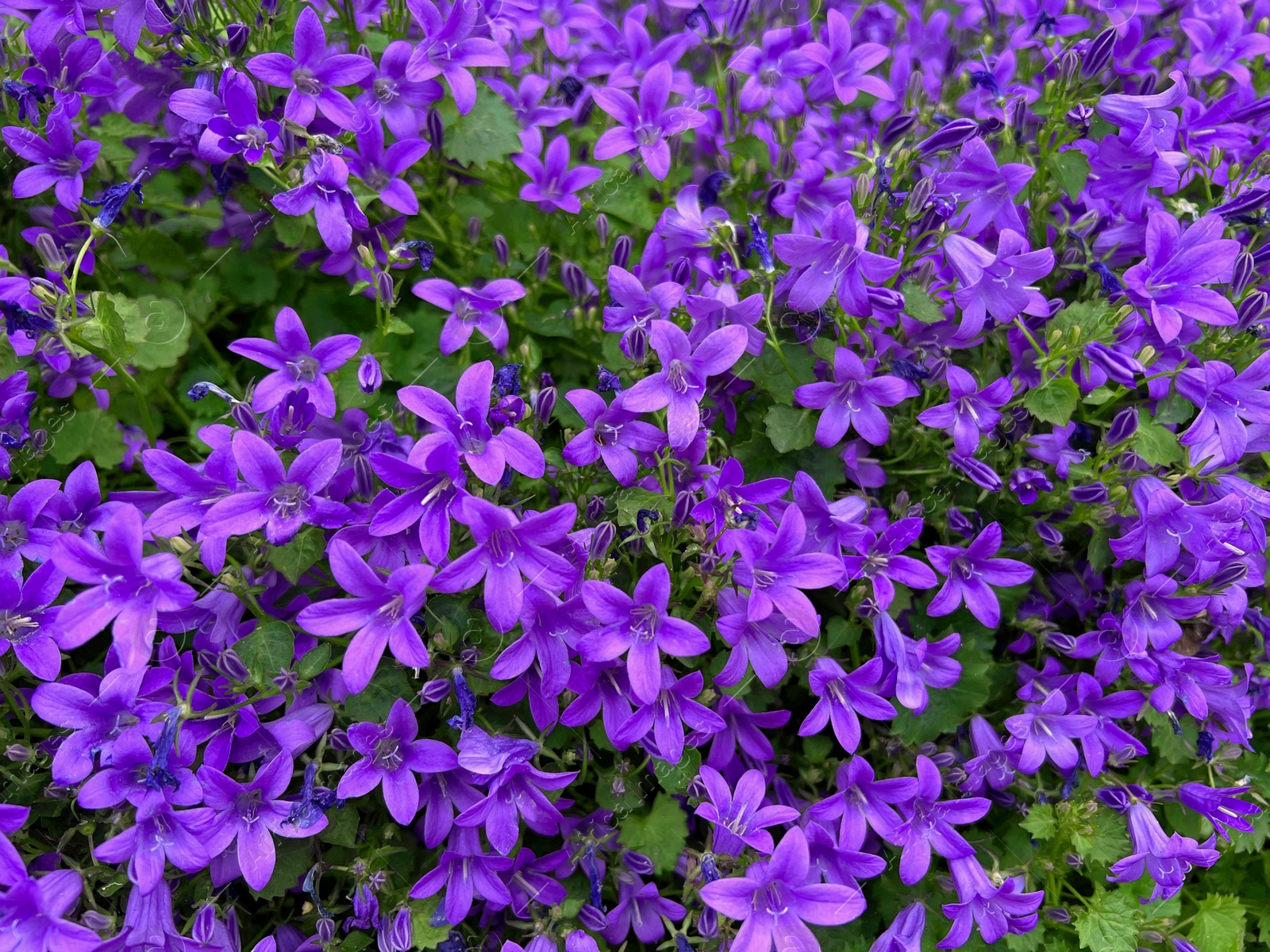 Photo of Beautiful bellflowers growing in garden, closeup view