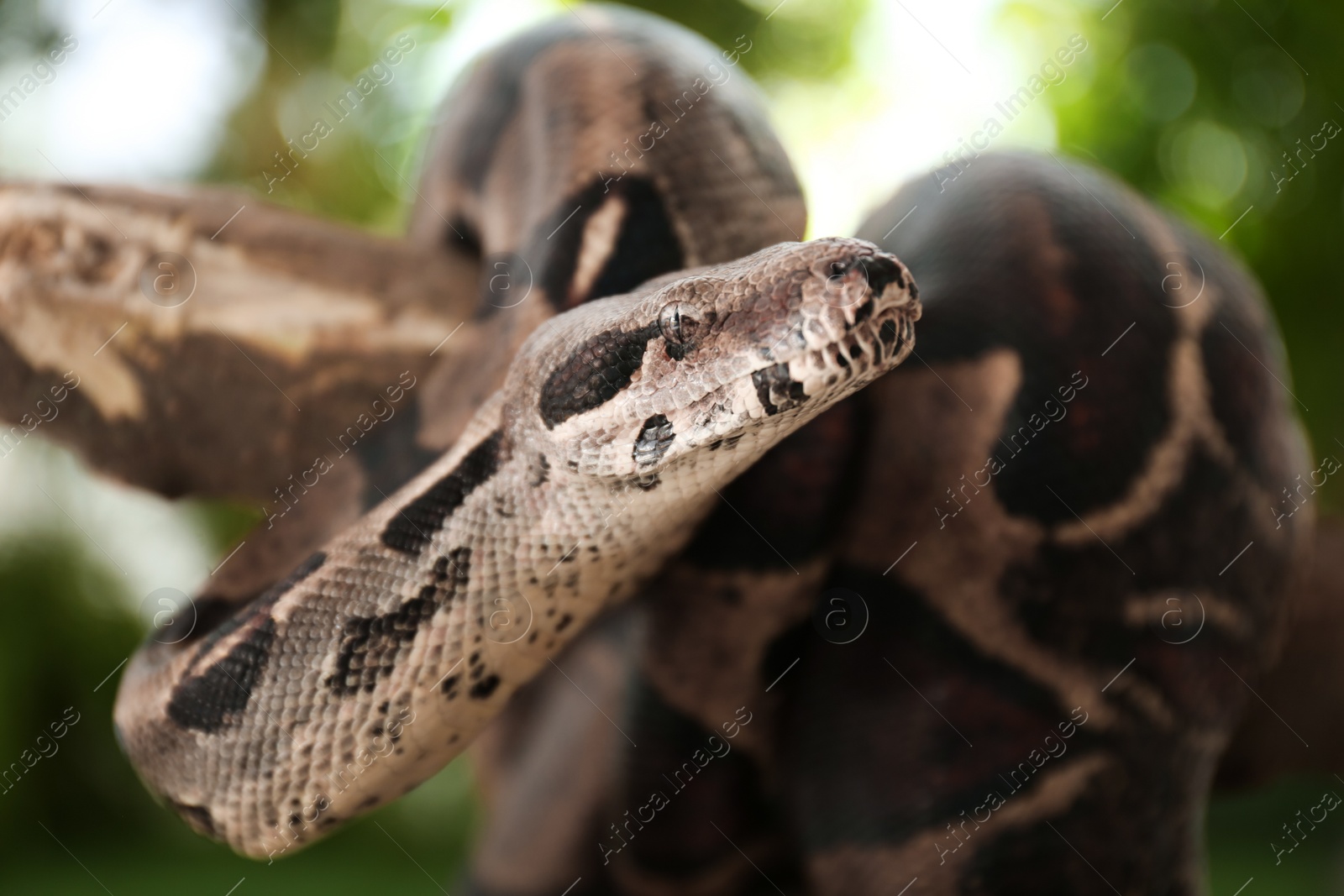 Photo of Brown boa constrictor on tree branch outdoors