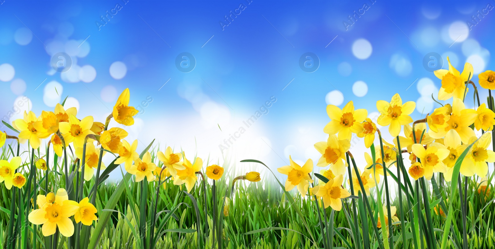 Image of Beautiful yellow daffodils outdoors on sunny day. Banner design 