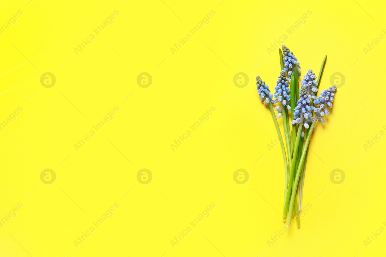 Photo of Bouquet of spring muscari flowers on color background, top view with space for text