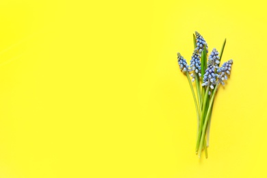 Photo of Bouquet of spring muscari flowers on color background, top view with space for text