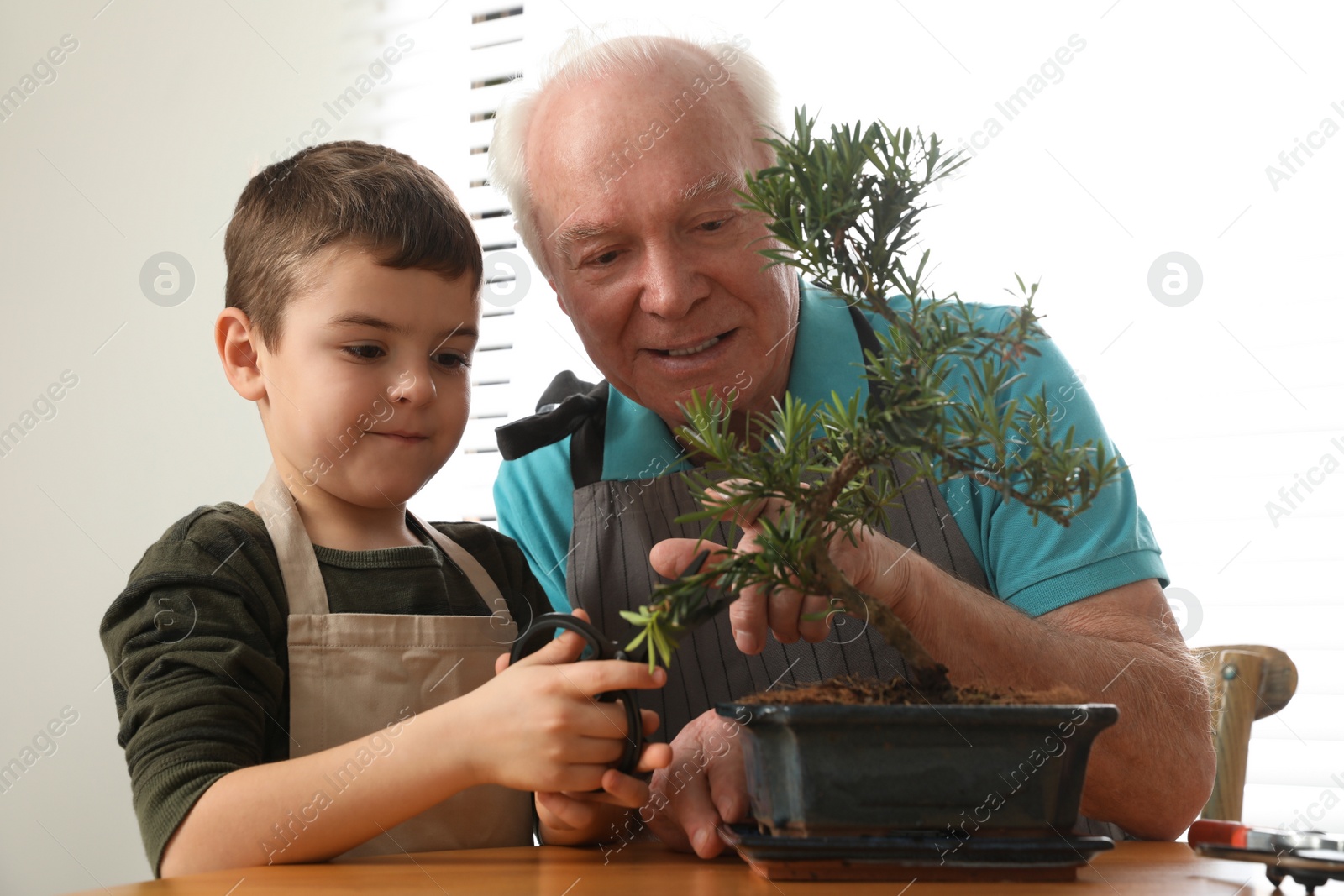 Photo of Senior man with little grandson taking care of Japanese bonsai plant indoors. Creating zen atmosphere at home