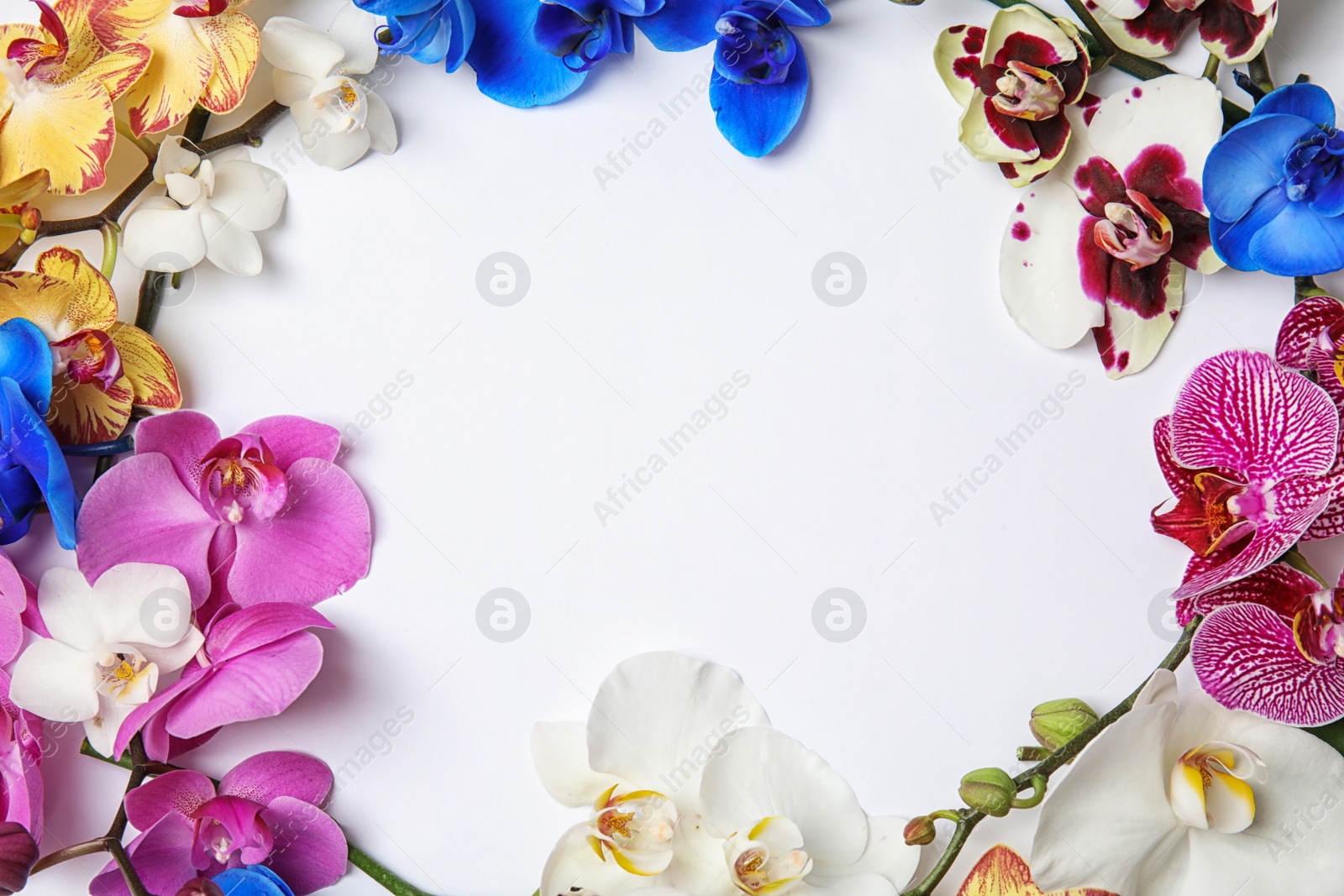 Photo of Beautiful tropical orchid flowers on white background, top view. Space for text