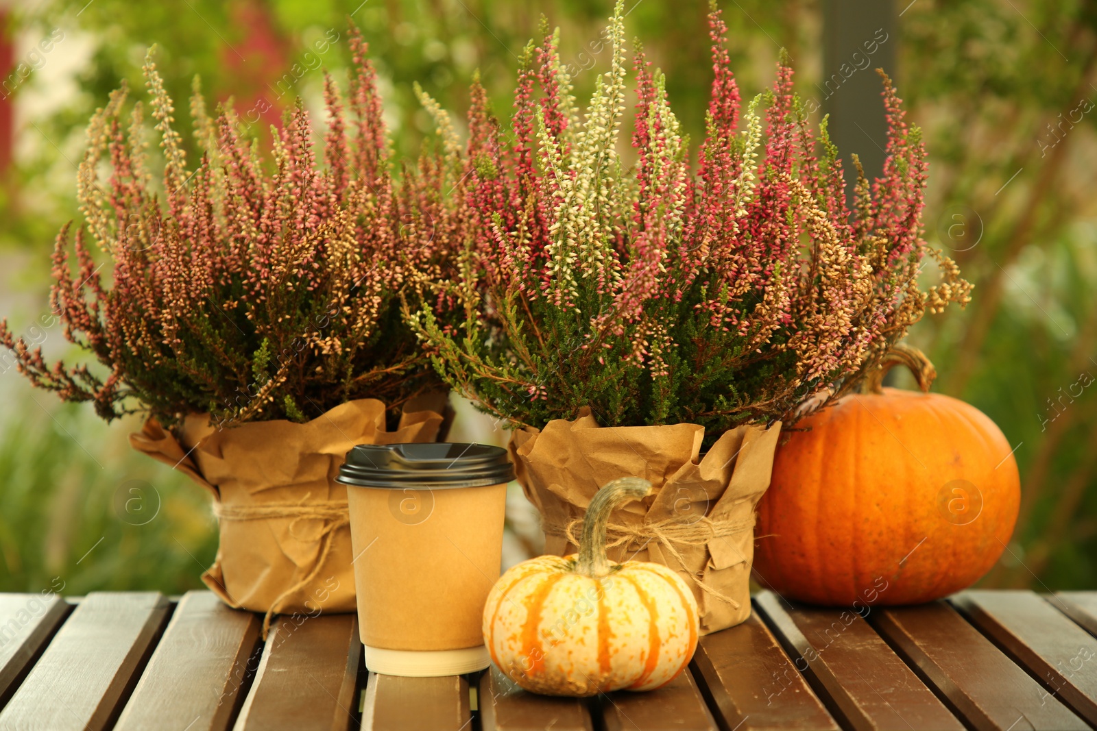 Photo of Beautiful heather flowers in pots, paper cup of drink and pumpkins on wooden surface outdoors