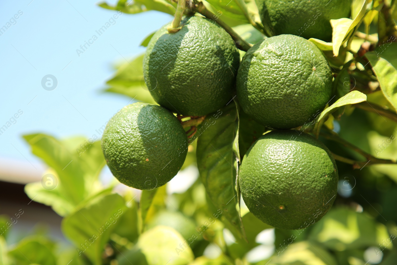 Photo of Unripe green tangerines growing on tree outdoors, closeup. Citrus fruit