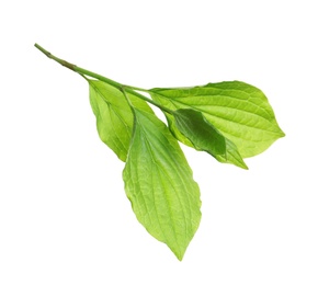 Photo of Branch with green leaves on white background