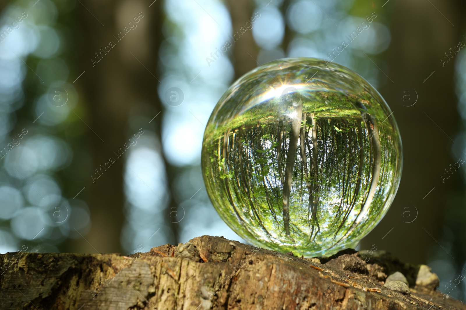 Photo of Green trees outdoors, overturned reflection. Crystal ball on stump in forest. Space for text