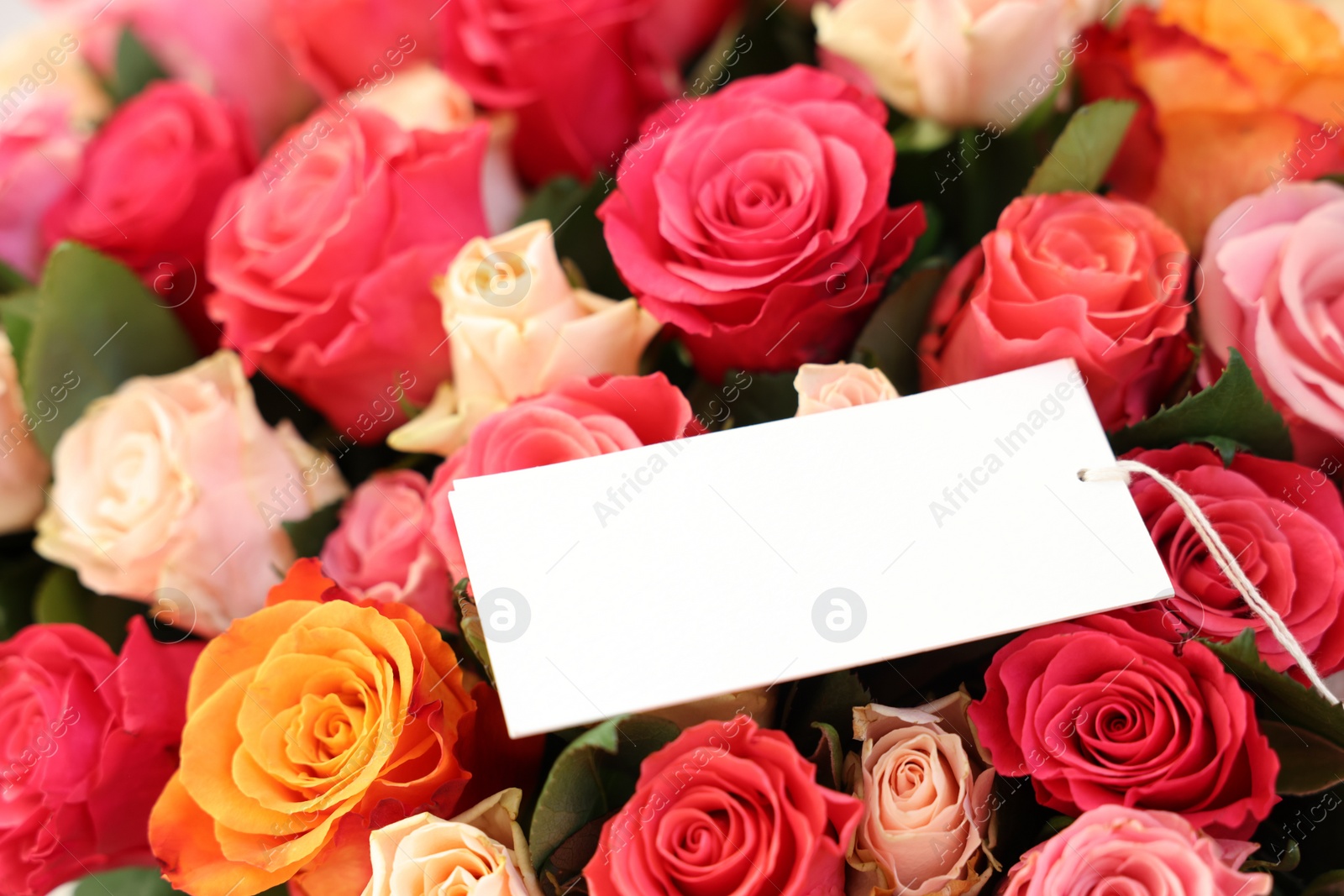 Photo of Bouquet of beautiful roses with blank card, closeup