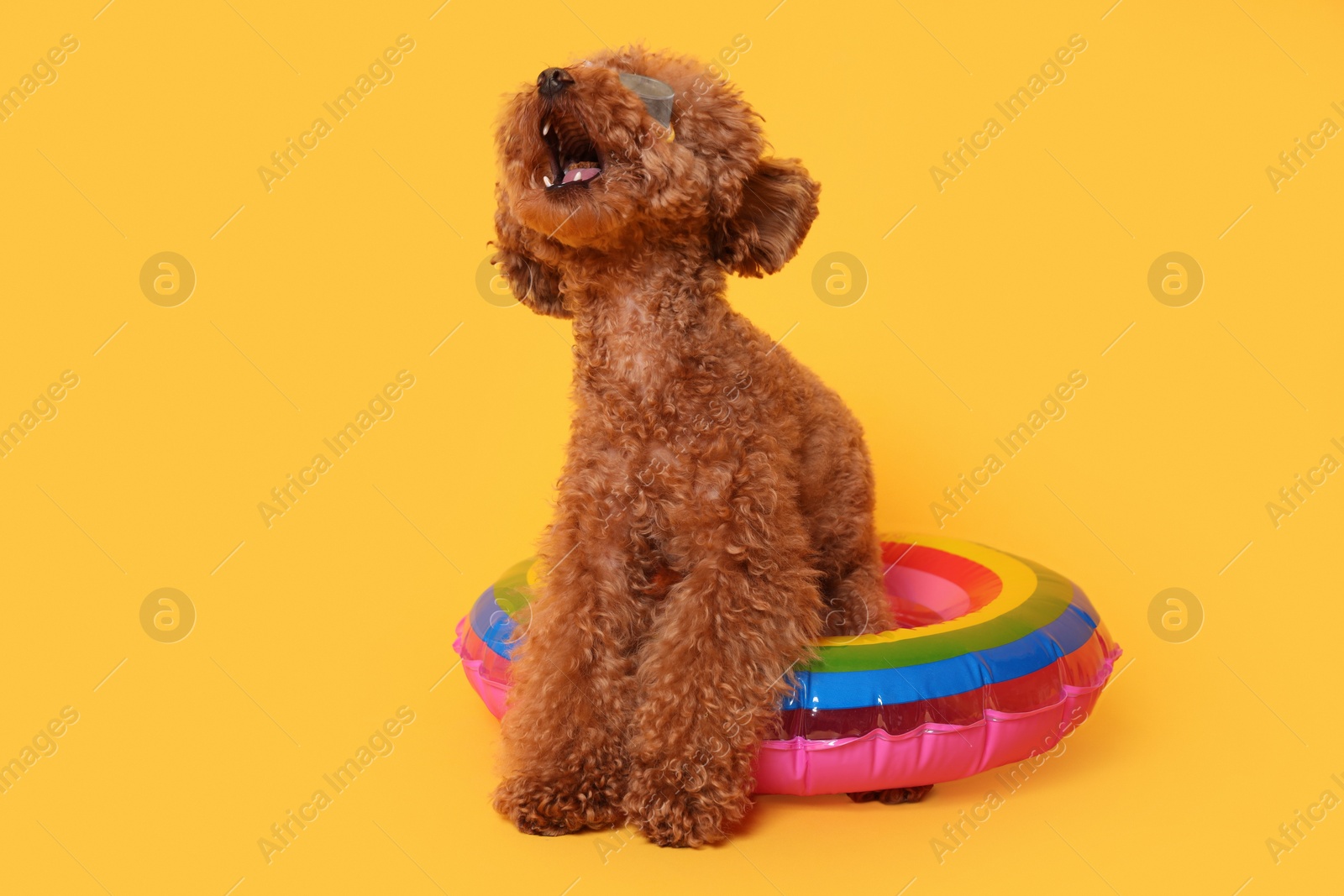 Photo of Cute Maltipoo dog with inflatable ring and swimming goggles on orange background