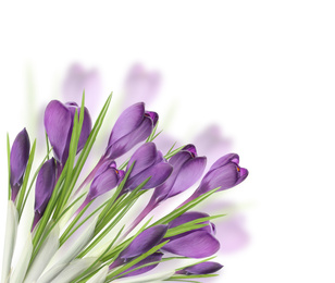 Image of Beautiful crocuses on white background. Spring flowers