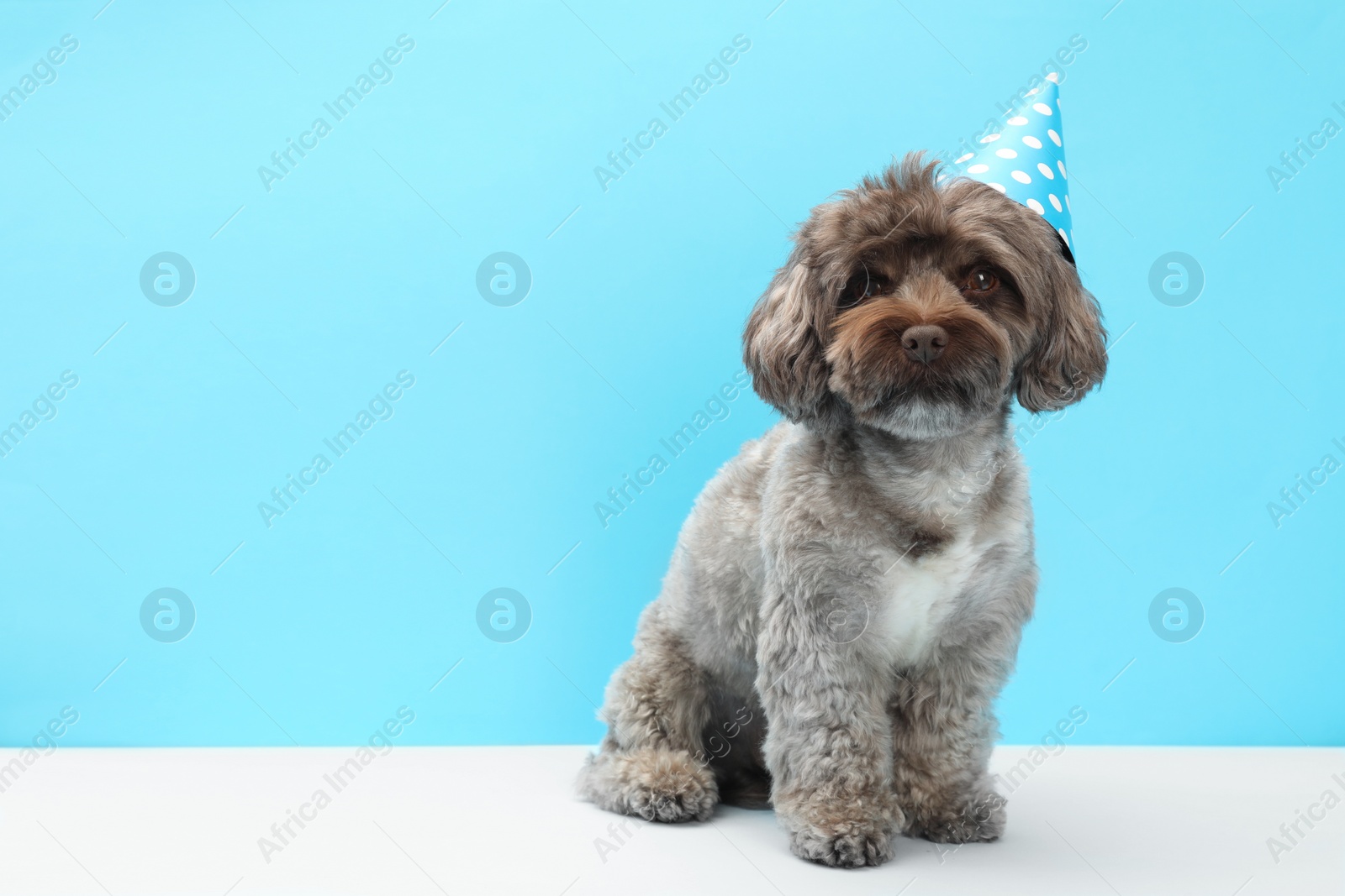 Photo of Cute Maltipoo dog with party hat on light blue background, space for text. Lovely pet