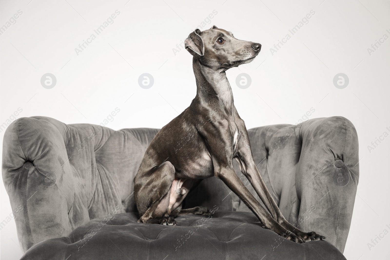 Photo of Italian Greyhound dog on armchair against light background