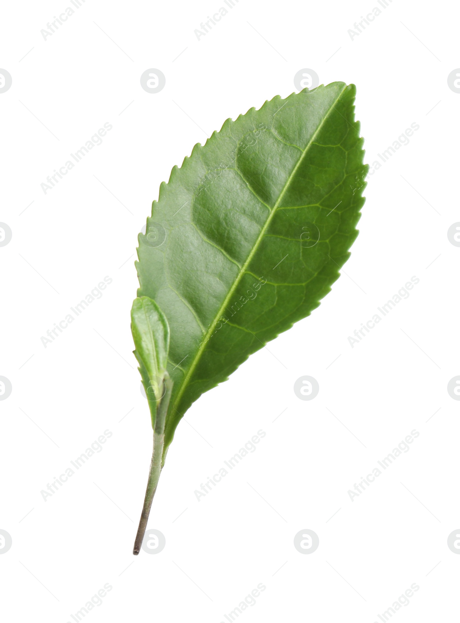 Photo of Green leaves of tea plant isolated on white