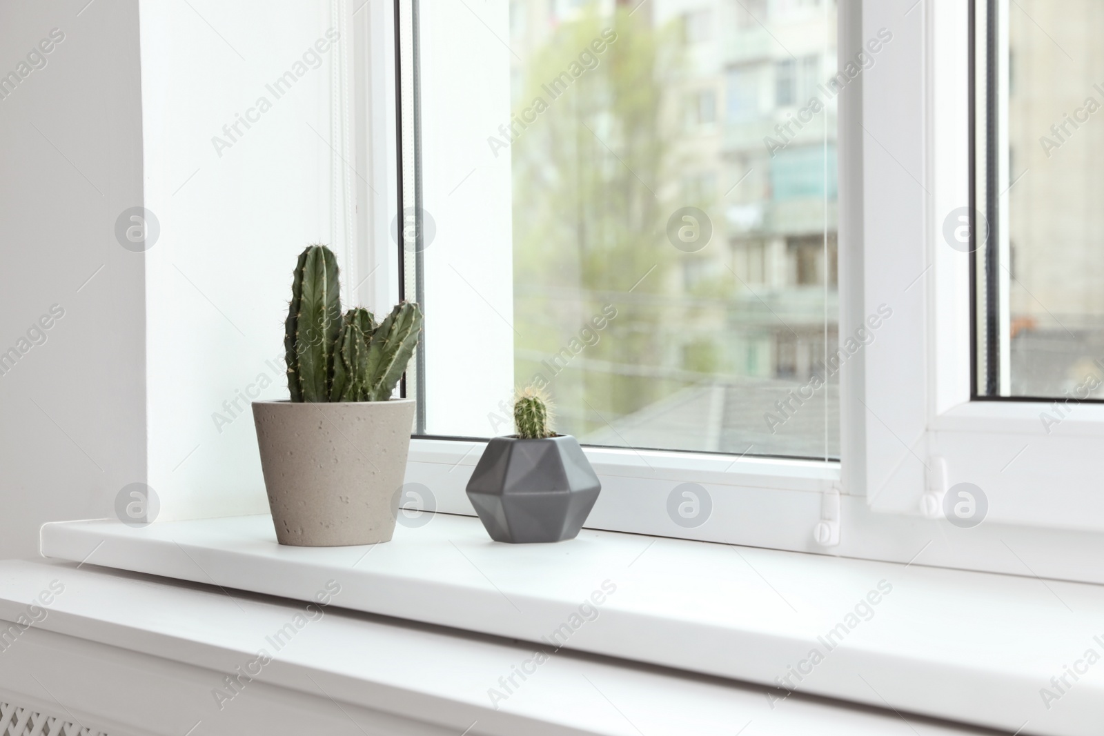 Photo of Cacti on window sill indoors. Plants for home