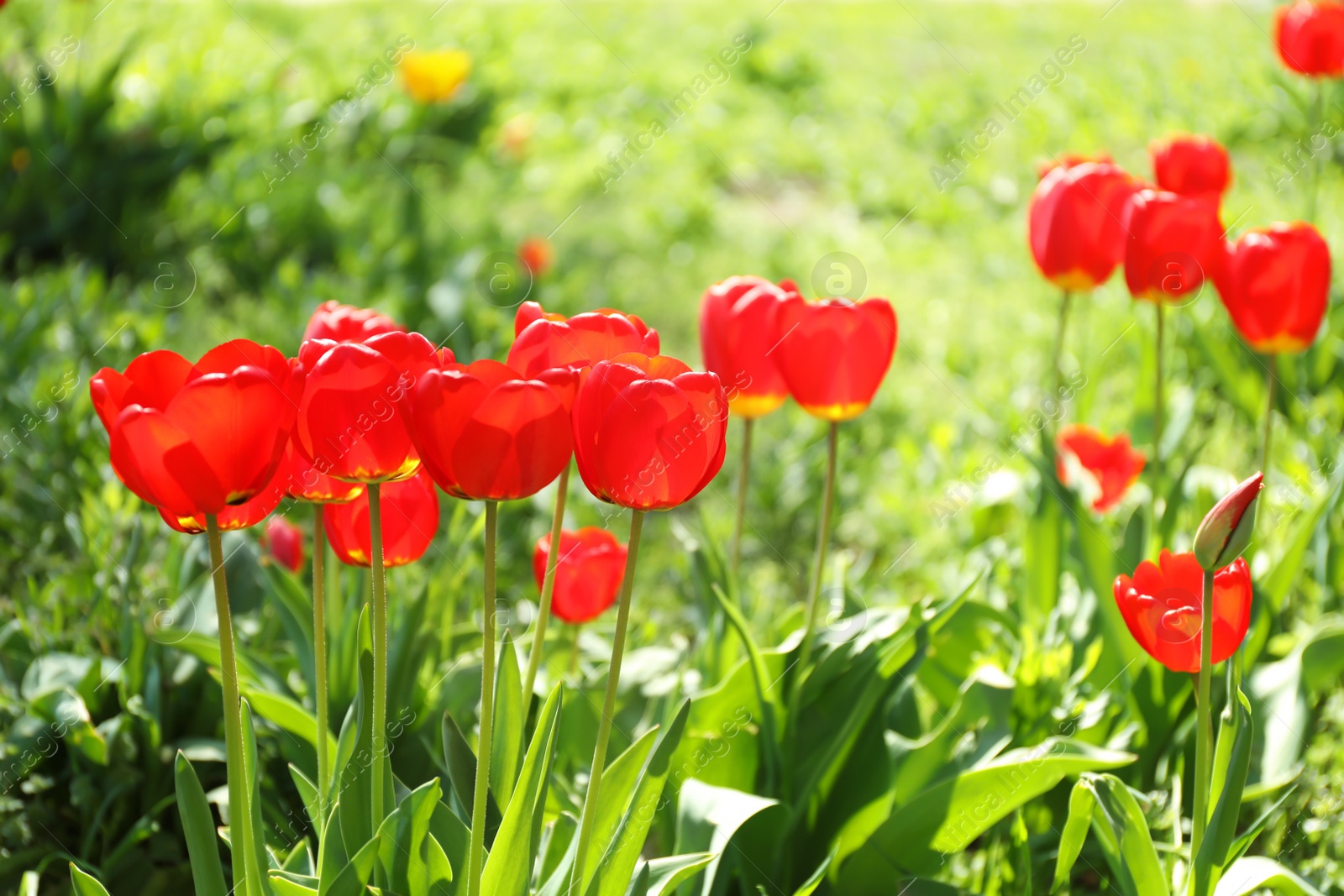 Photo of Blossoming tulips outdoors on sunny spring day