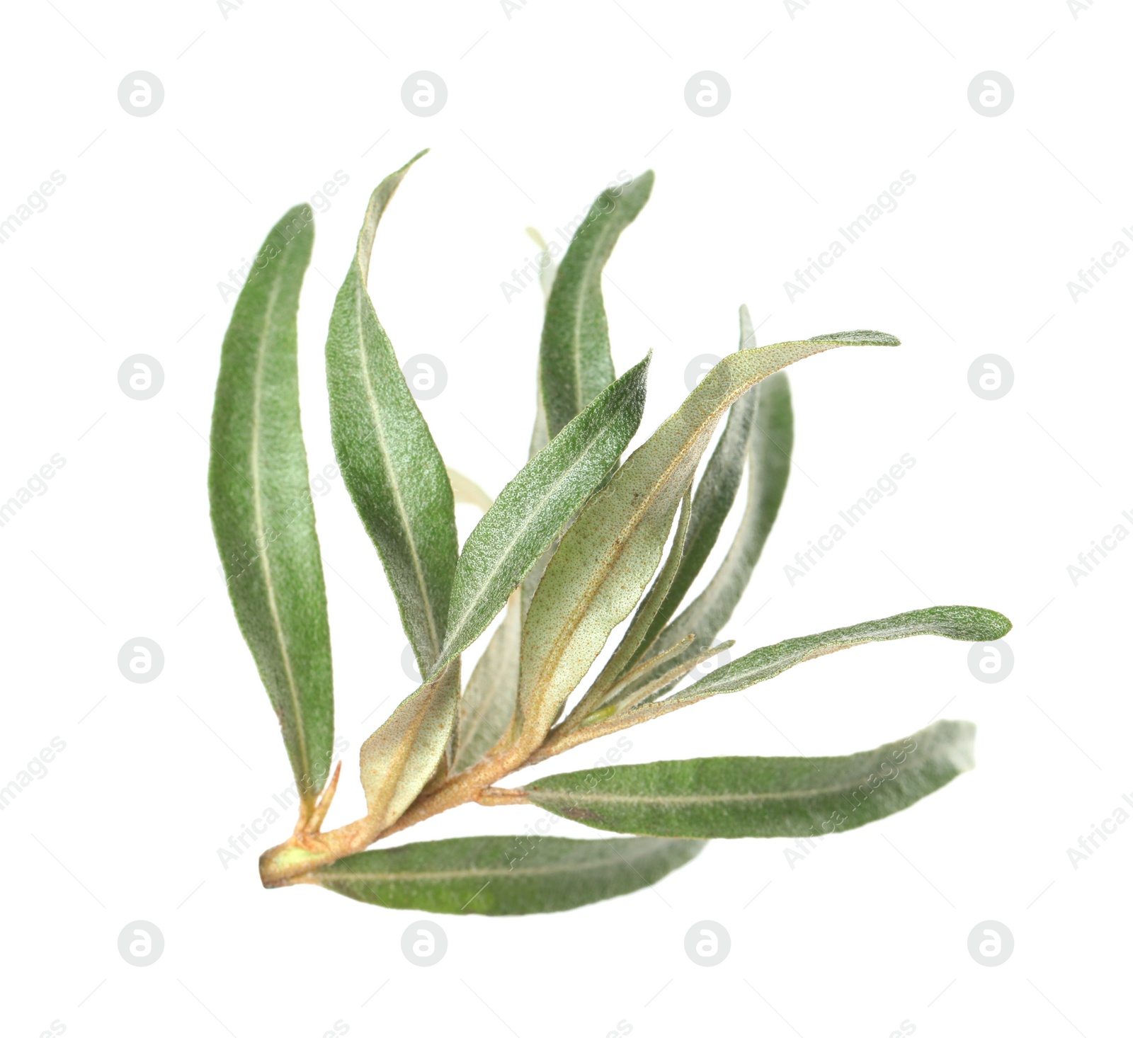 Photo of Sea buckthorn twig with leaves isolated on white