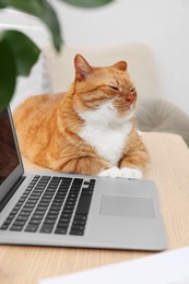 Photo of Cute cat lying on wooden desk near laptop at home