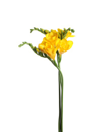 Photo of Beautiful yellow freesia flowers on white background