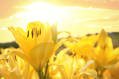 Beautiful bright yellow lilies growing at flower field, closeup