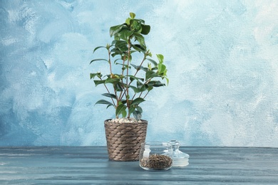 Glass jar with dry tea and small shrub on table