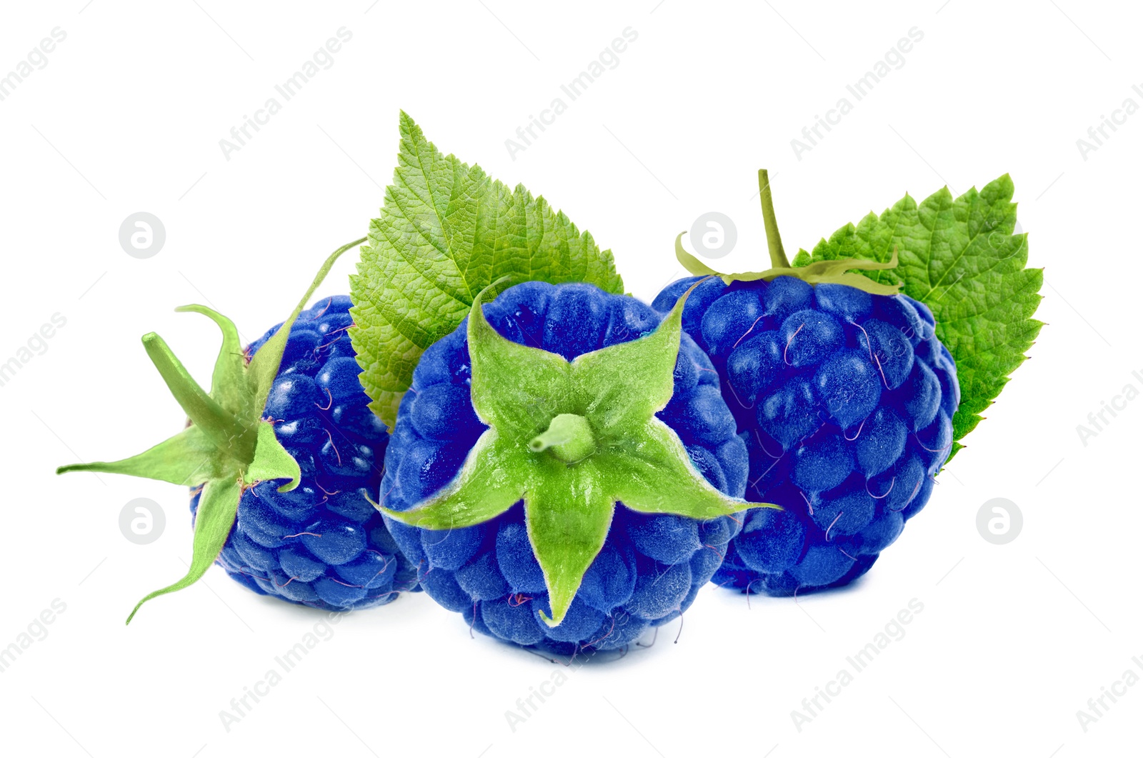 Image of Many fresh blue raspberries and green leaves isolated on white