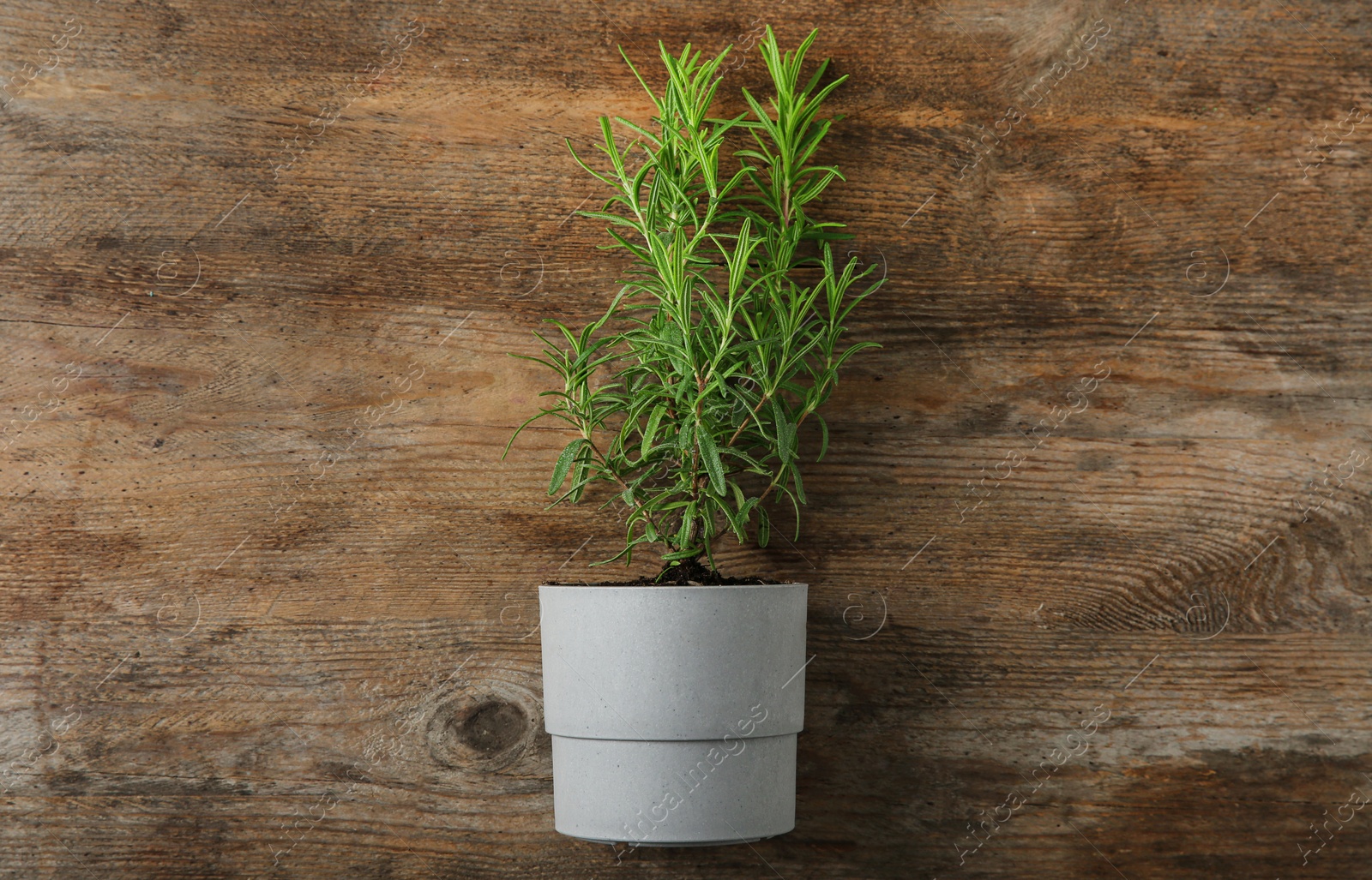 Photo of Pot with green rosemary bush on wooden background, top view