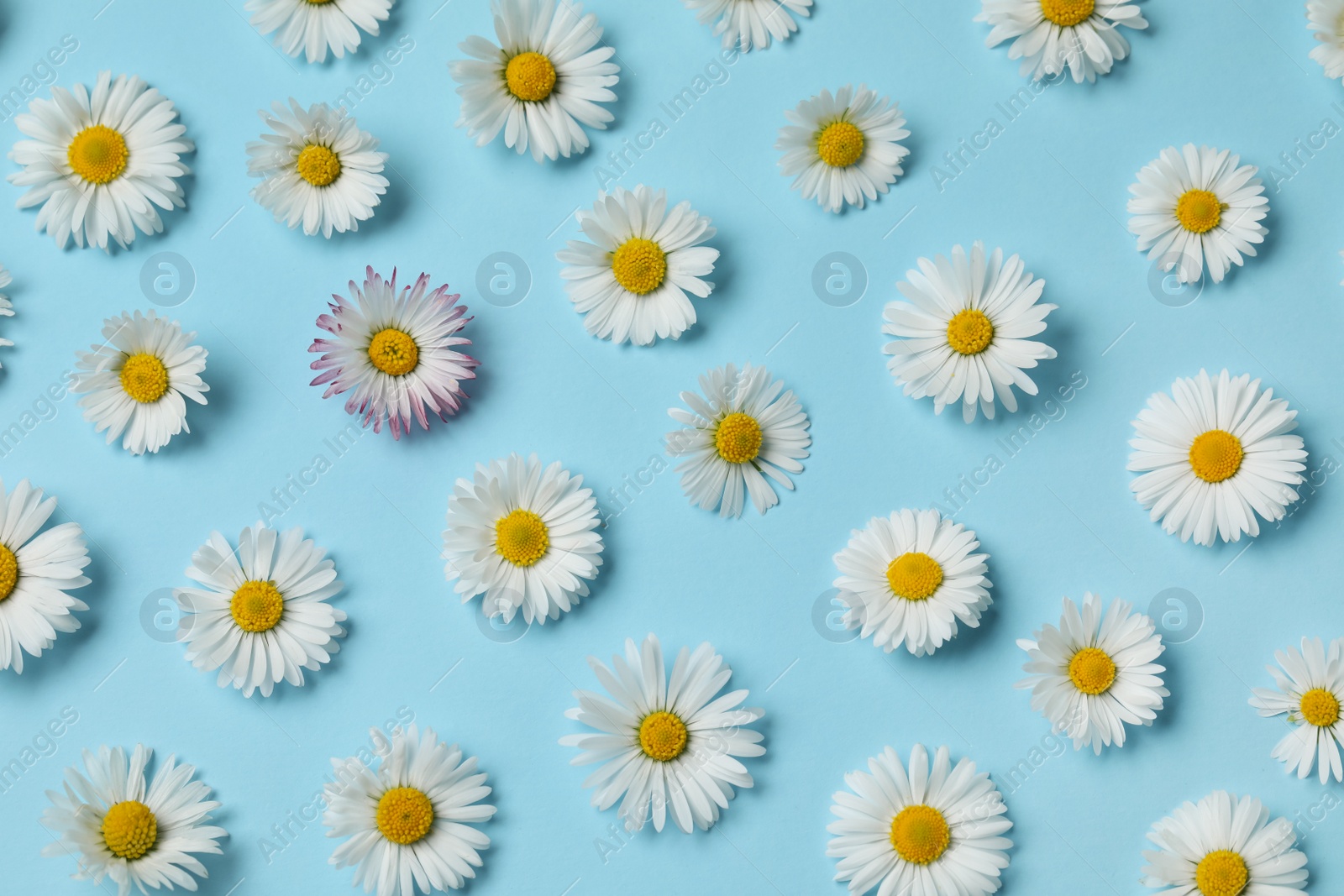 Photo of Many beautiful daisy flowers on light blue background, flat lay