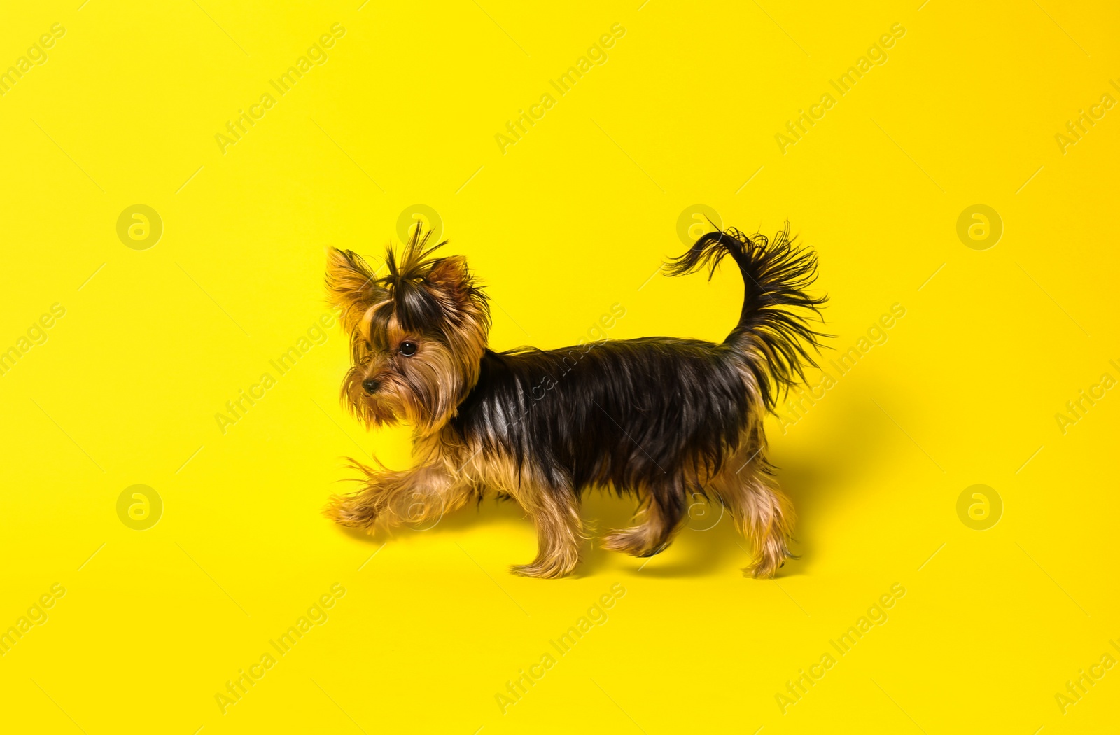 Photo of Adorable Yorkshire terrier on yellow background. Cute dog