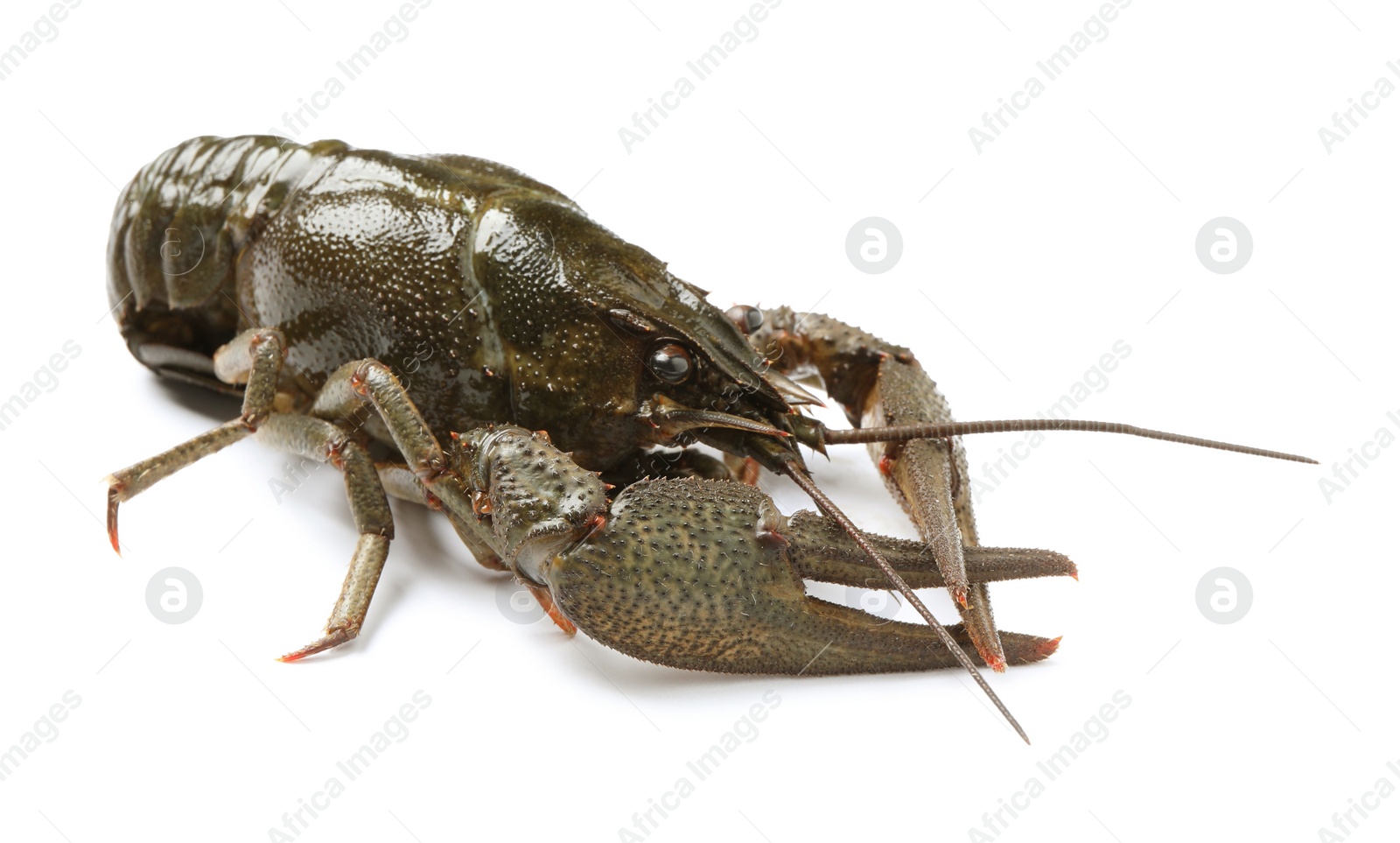 Photo of One fresh raw crayfish isolated on white