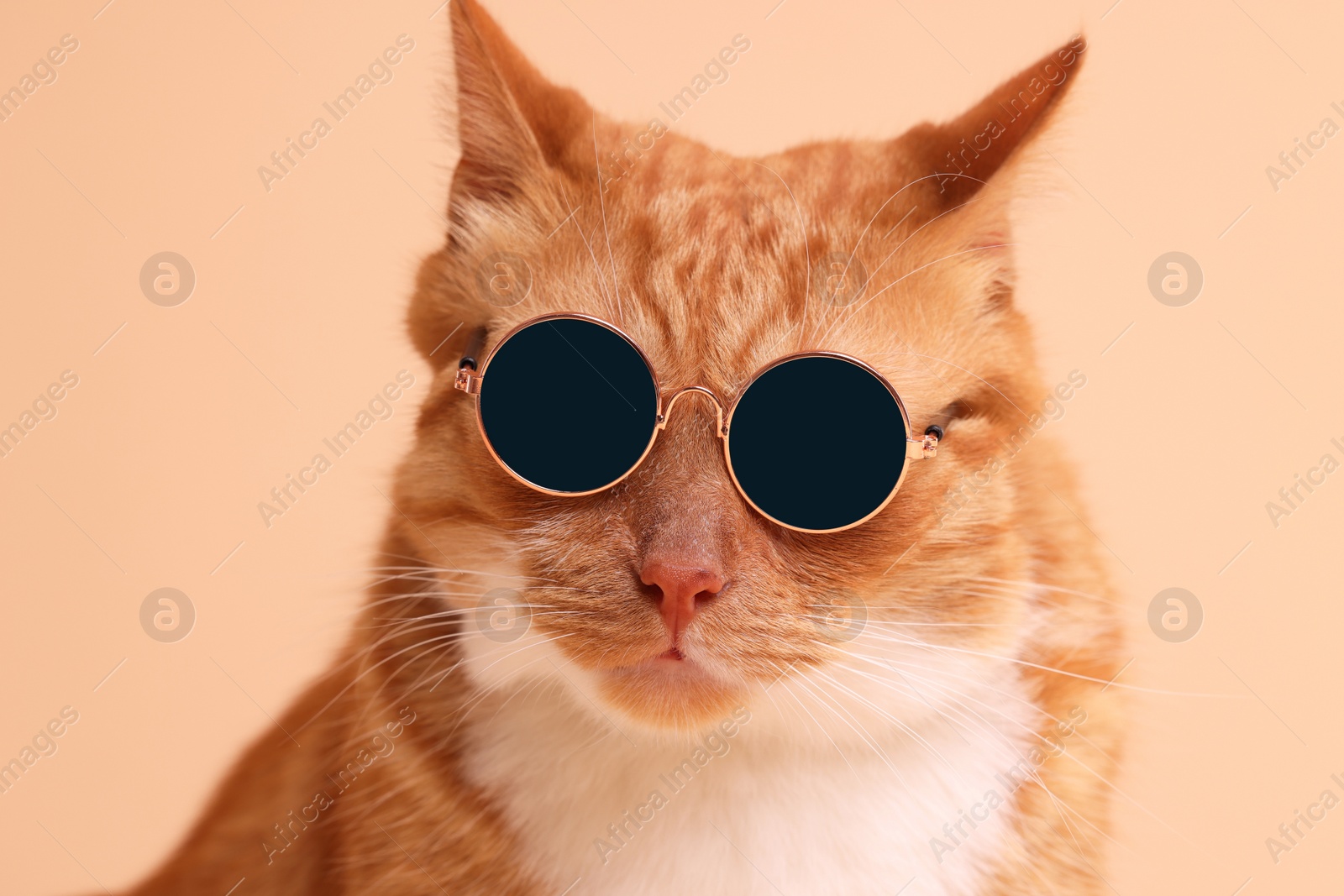 Photo of Portrait of cute ginger cat in stylish sunglasses on beige background, closeup