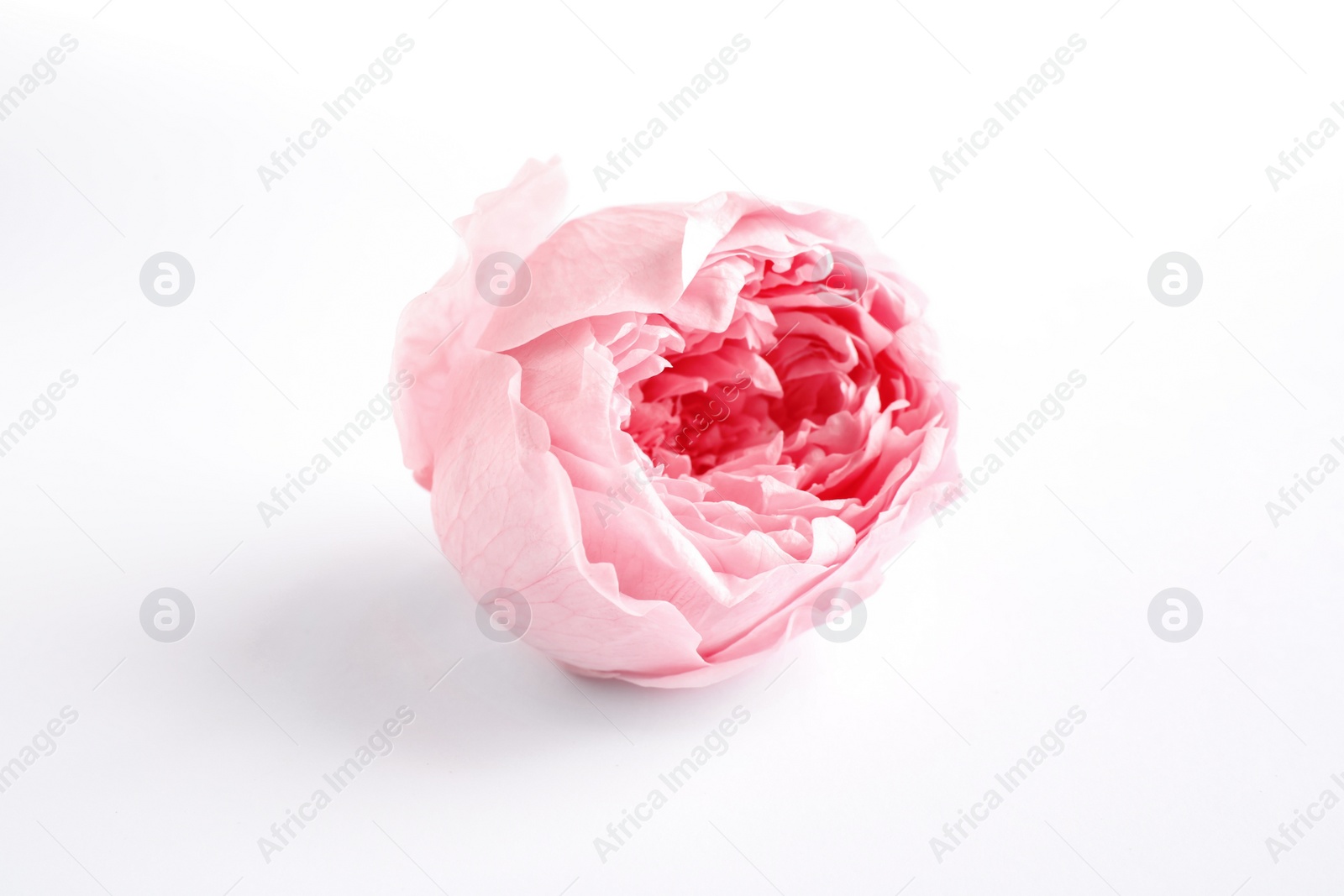 Photo of Beautiful pink peony flower isolated on white