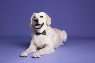 Photo of Cute Labrador Retriever with stylish bow tie on purple background