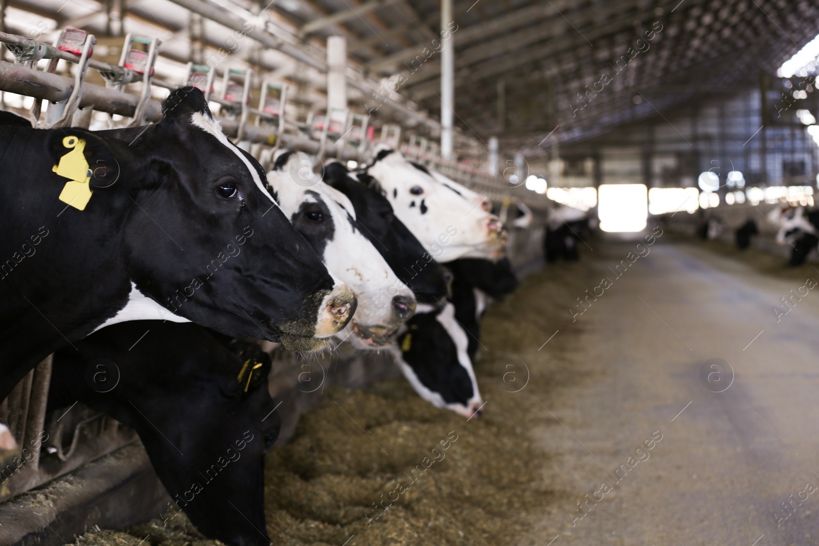 Photo of Pretty cows near fence on farm, space for text. Animal husbandry