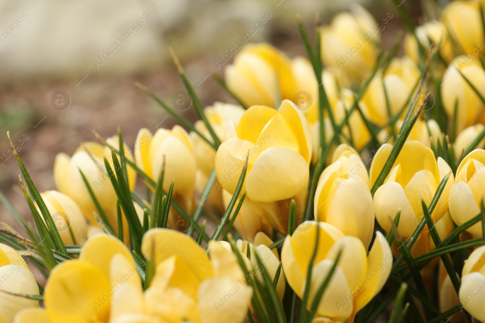 Photo of Beautiful yellow crocus flowers growing in garden, closeup