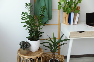 Photo of Home office interior with different beautiful houseplants
