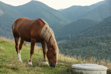 Photo of Beautiful horse grazing in mountains. Lovely pet