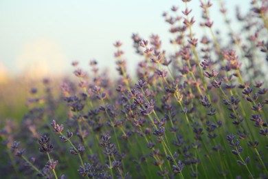 Photo of Beautiful blooming lavender growing in field, closeup. Space for text